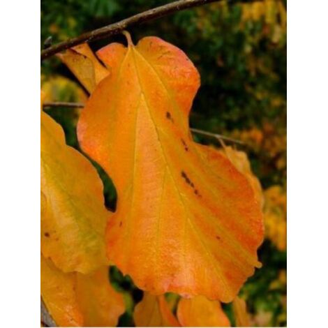 Arbre de fer Pot de 3L/4L (1/5)