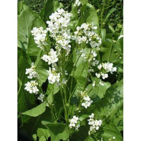 Raifort, Moutarde des Allemands Pot de 1,5L/2L