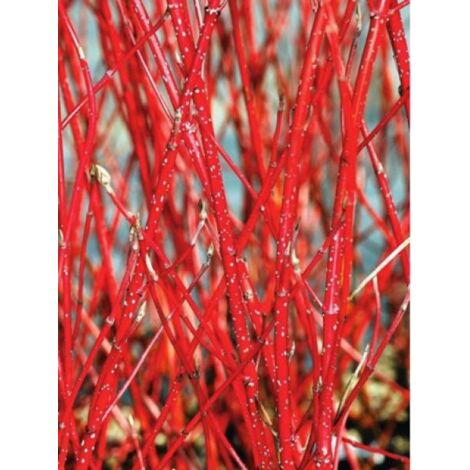 Cornouiller blanc 'Baton Rouge®' Pot de 2L/3L (1/2)