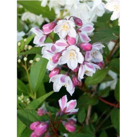 Deutzia x kalmiiflora Pot de 3L/4L (1/4)