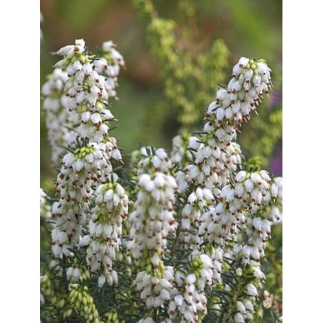 Bruyère des neiges 'Winter Belles Katia' Godet de 8/9 cm (1/2)