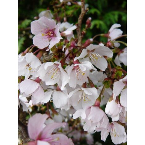 Cerisiers à fleurs 'Kojo-no-mai' Pot de 7,5L/10L