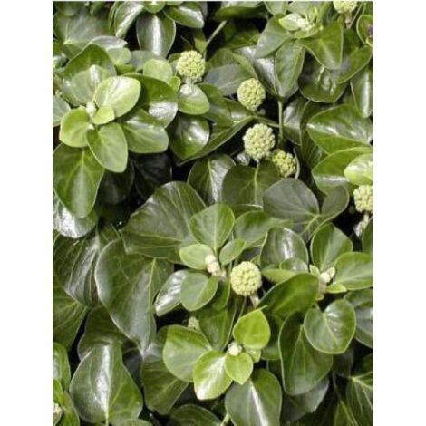 Lierre commun 'Arbori Compact' Pot de 2L/3L