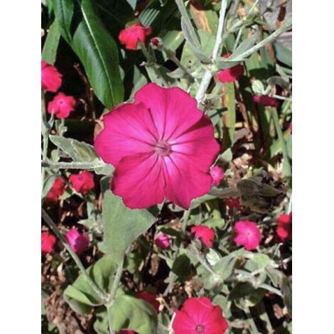 Coquelourde des jardins Godet de 8/9 cm (1/5)