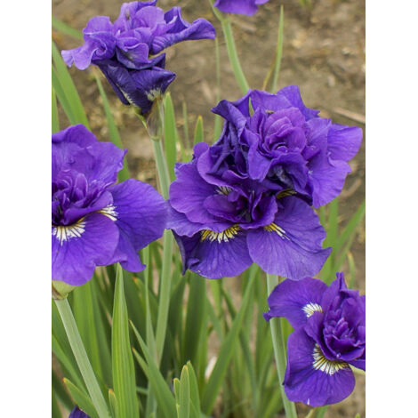 Iris de Sibérie 'Double Standard' Pot de 1,5L/2L