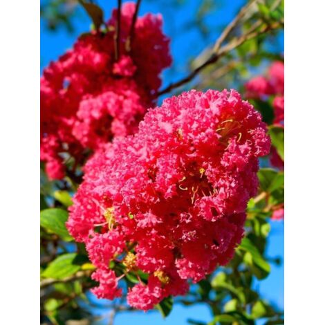 Lilas des Indes 'Rose Indien' – Arbuste caduc 350 cm – Fleur rose vif – Exposition soleil – Pot de 3L/4L (1/2)
