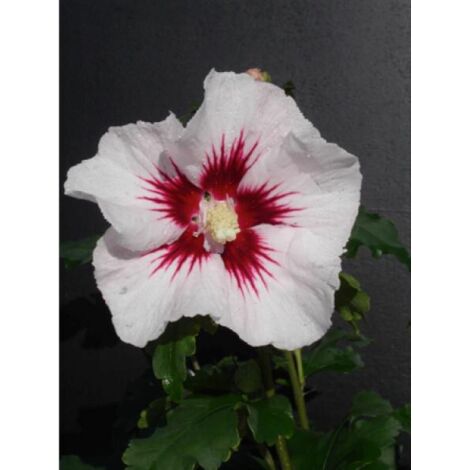 Mauve en arbre Pinky Spot® 'minspot' Pot de 4L/5L (1/3)