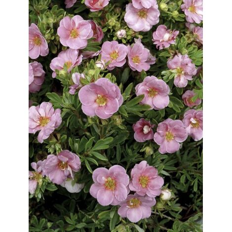 Potentille arbustive 'Pink Paradise' Pot de 2L/3L (1/4)