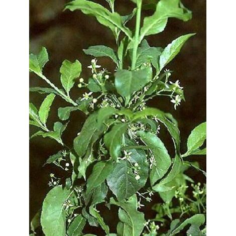 Fusain d'Europe Pot de 2L/3L (1/5)