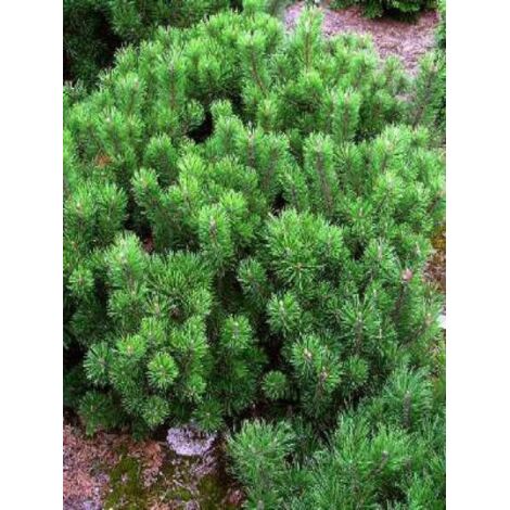 Pin de montagne 'Pumilio' Pot de 2L/3L (1/4)