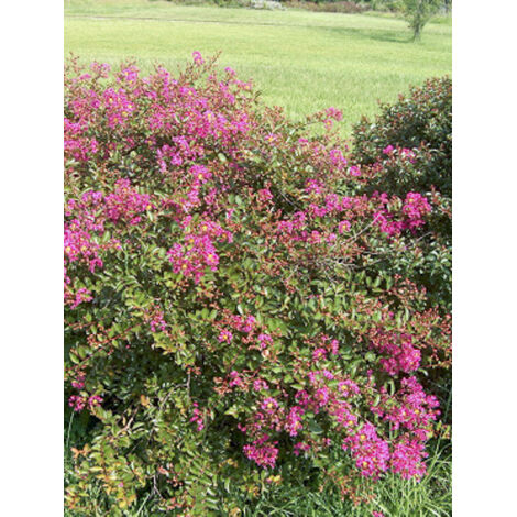 Lilas des Indes 'Houston' Pot de 3L/4L (1/2)
