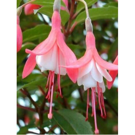 Fuchsia  'Lady Thumb' Pot de 2L/3L