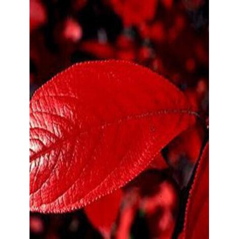 Aronie à feuilles d'arbousier 'Brilliant' Pot de 2L/3L (1/5)