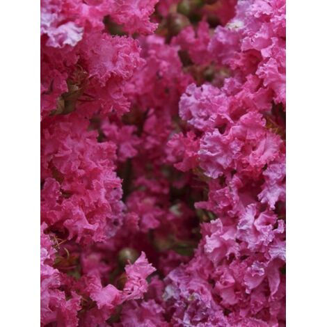 Lilas des Indes 'Yang Tse' Pot de 3L/4L (1/2)