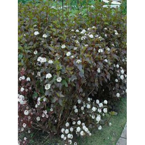 Physocarpe à feuilles d'Obier 'Diabolo' Pot de 3L/4L (1/5)