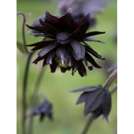 Ancolie des jardins 'Black Barlow' Godet de 8/9 cm