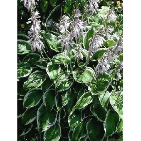 Hosta fortunei 'Francee' Pot de 2L/3L