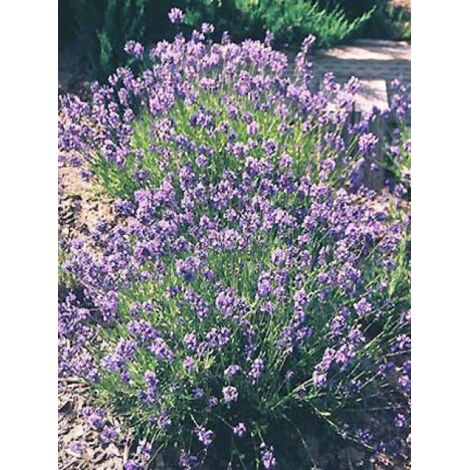 Lavande vraie, lavande officinale Godet de 7/8 cm (1/5)