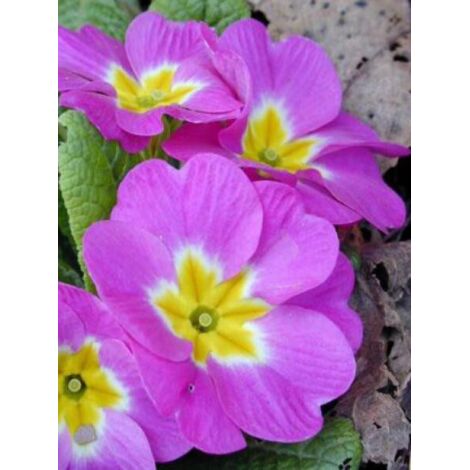 Primevère des jardins Godet de 8/9 cm