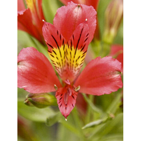 Lis des Incas 'Duc d'Anjou Louis' Godet de 8/9 cm