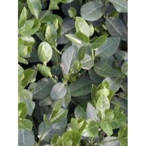 Fusain persistant 'Radicans' Pot de 1L/1,5L (1/2)