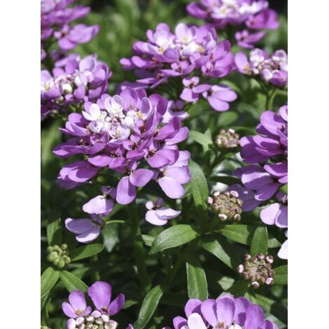 Corbeille d'argent, Thlaspi 'Absolutely Amethyst' Godet de 8/9 cm (1/3)