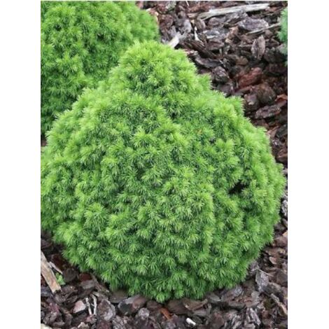 Sapinette blanche, Epinette blanche 'Alberta Globe' Pot de 2L/3L