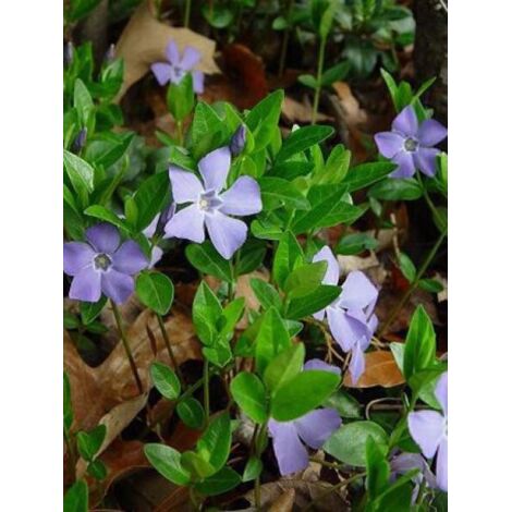 Petite pervenche Godet de 7/8 cm (1/4)