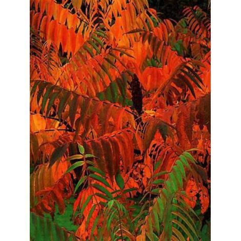 Sumac de Virginie – Pot de 4L/5L – Hauteur 500 cm – Exposition soleil – Feuillage caduc – Rusticité extrême jusqu'à -23°C