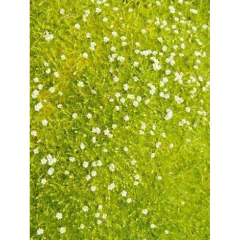 Sagine subulée 'Aurea' Godet de 8/9 cm (1/3)