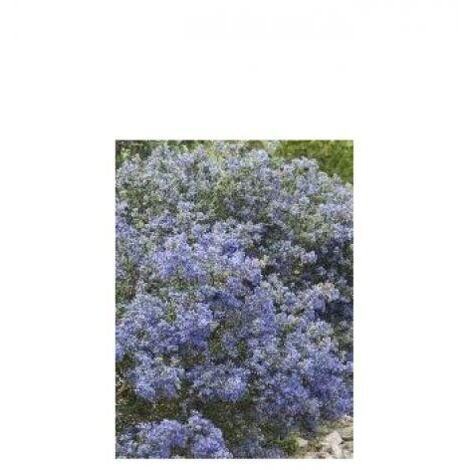 Céanothe, Lilas de Californie 'Tuxedo' Pot de 4L/5L (1/2)