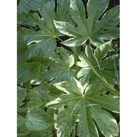 Faux aralia 'Variegata' Pot de 3L/4L (1/2)