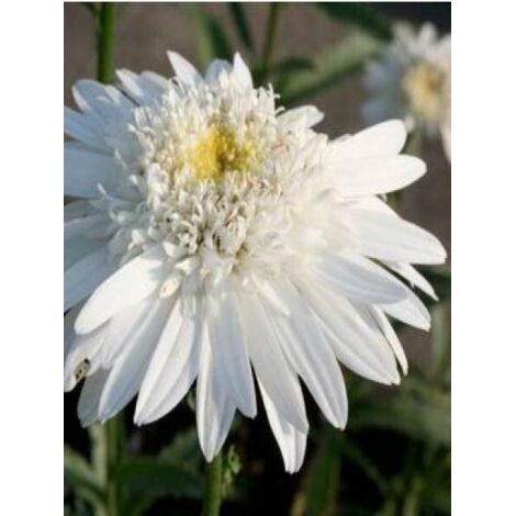 Leucanthemum superbum 'Christine Hageman' Godet de 8/9 cm (1/3)