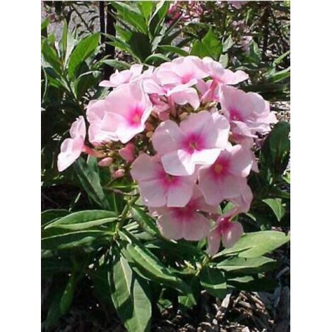 Phlox paniculé 'Bright Eyes' Godet de 8/9 cm (1/3)