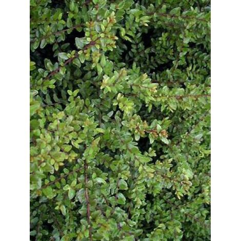 Chèvrefeuille à feuilles de buis 'Elegant' Pot de 1L/1,5L (1/3)