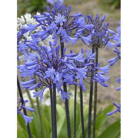 Agapanthe 'Graphite Blue' 90 cm – Fleur bleue – Exposition soleil – Rustique jusqu'à -15°C – Pot de 2L/3L