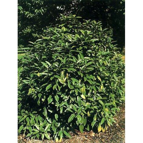 Aucuba du Japon Pot de 3L/4L (1/5)