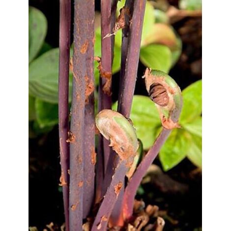 Osmonde royale 'Purpurascens' Pot de 2L/3L (1/2)