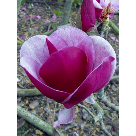 Magnolia 'Cameo' Pot de 4L/5L