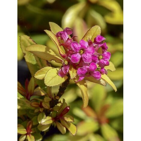Escallonia 'Glowing Embers' Pot de 3L/4L (1/5)