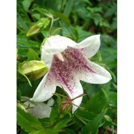 Campanule takesimana Godet de 8/9 cm (1/3)