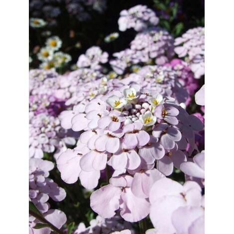 Corbeille d'argent, Thlaspi 'Pink Ice'® Godet de 8/9 cm