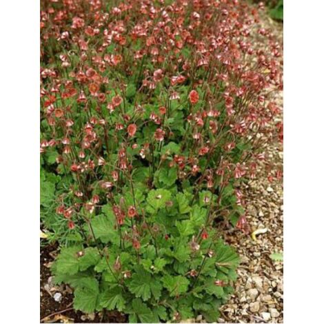 Benoîte des rives 'Leonard's Variety' Godet de 7/8 cm
