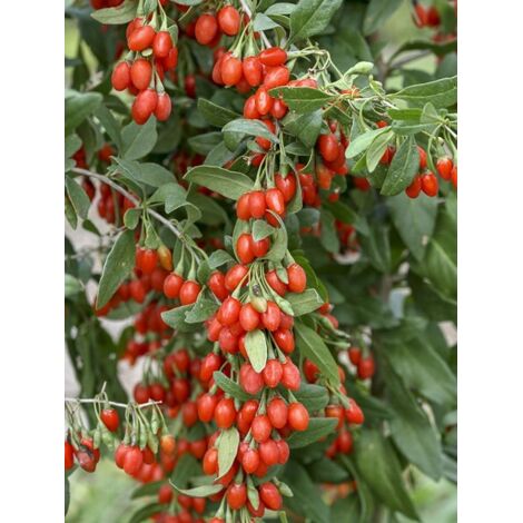 Lyciet commun baies de goji 'Sweet Lifeberry' – Hauteur à maturité 150 cm – Pot de 1,5L/2L – Fleurs violettes à roses