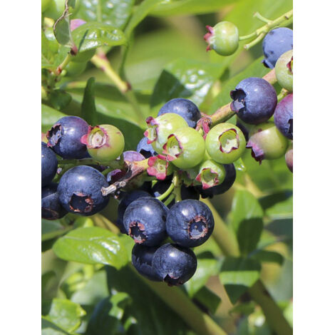 Myrtille d'Amérique 'Blue Dessert' Pot de 3L/4L, Touffe (1/2)