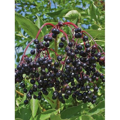 Sureau noir 'Haschberg' Pot de 1,5L/2L, Buisson (1/4)