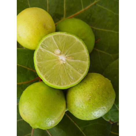 Citronnier vert Pot de 4L/5L, 1/4 de tige