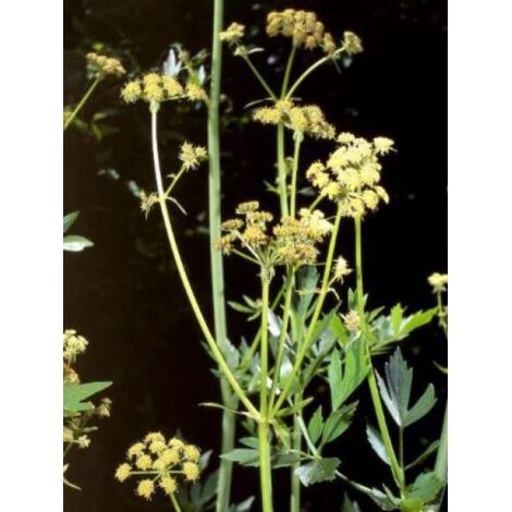 Céleri perpétuel, Livèche officinale Godet de 8/9 cm (1/5)