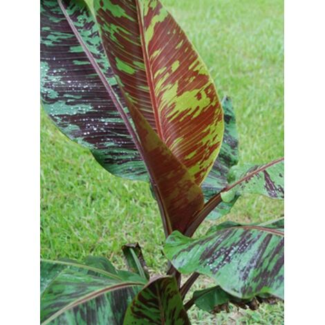 Bananier du Sikkim 'Red Tiger' Pot de 3L/4L