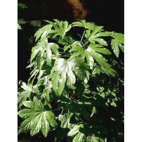Fatsia du Japon Pot de 2L/3L
